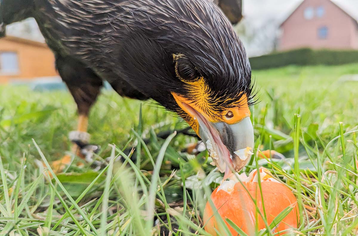 Spaziergang mit Greifvogel Pollhagen - Vorschau II