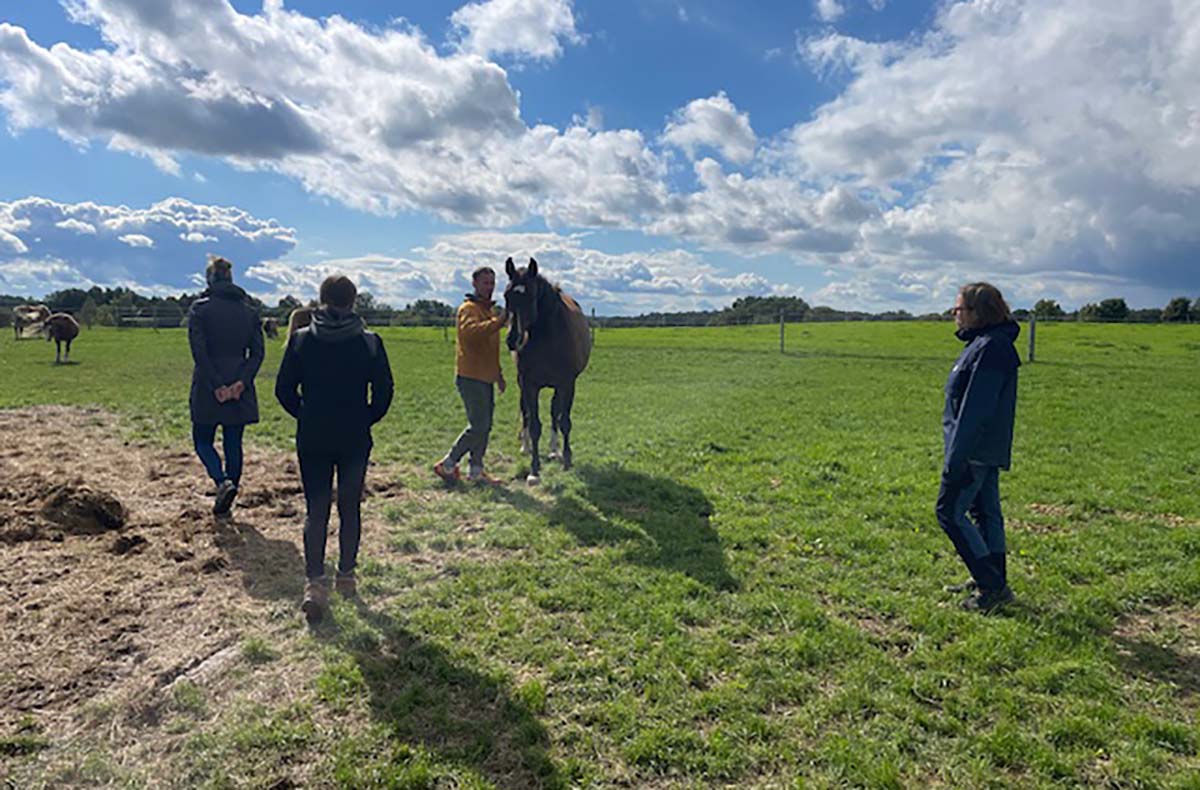 Spaziergang mit Pferden Grumbach