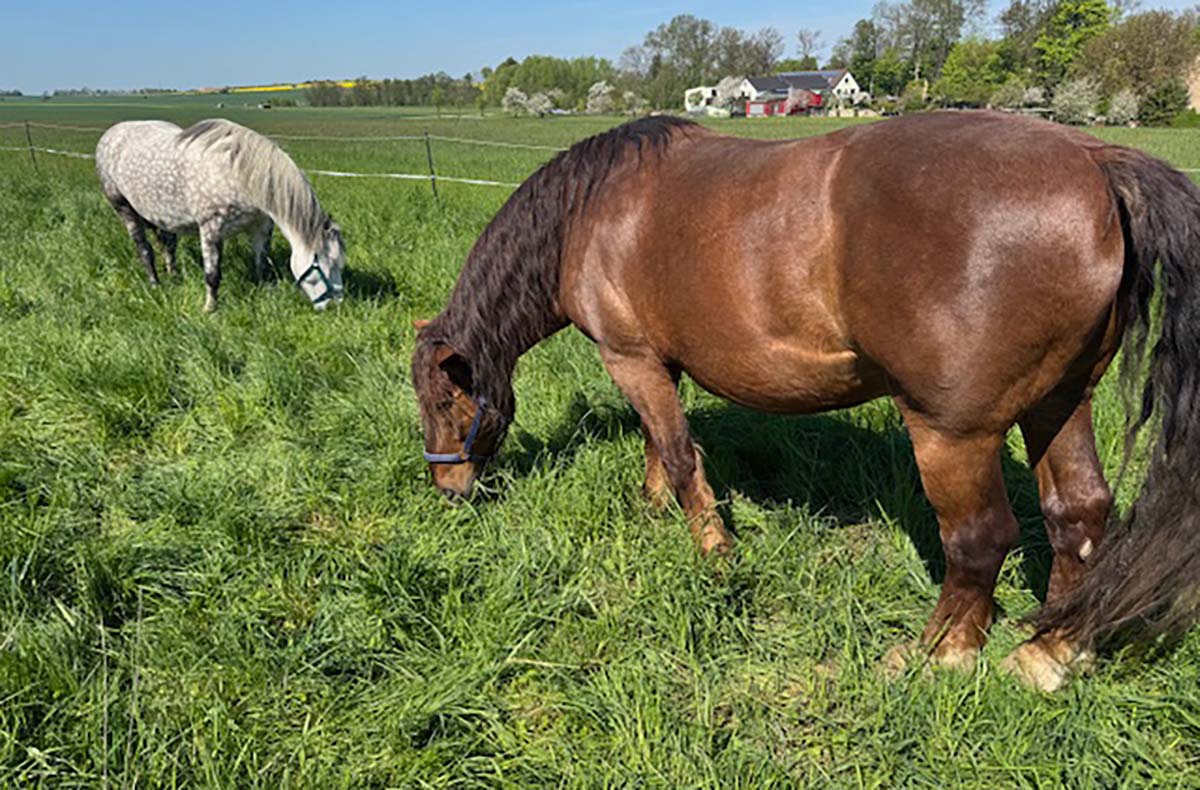 Spaziergang mit Pferden Grumbach 
