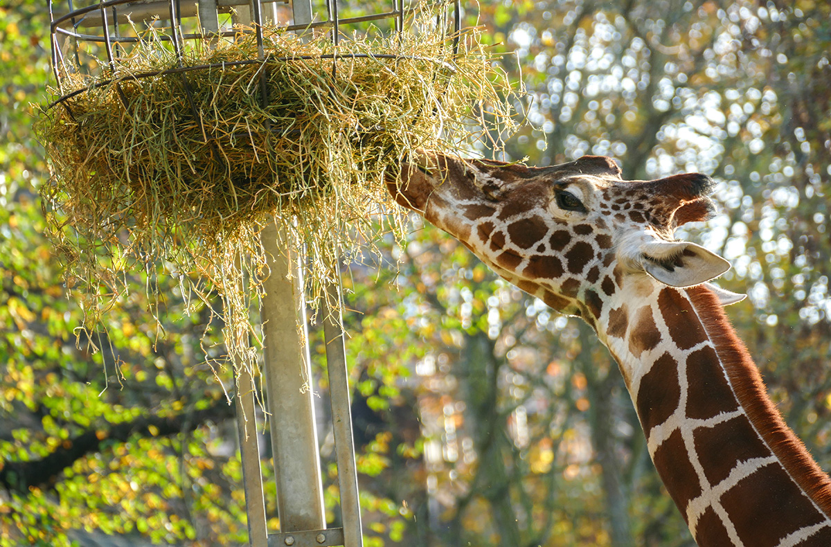 Städtetrip Frankfurt mit Zoobesuch für 2 (1 Nacht) in Frankfurt am Main