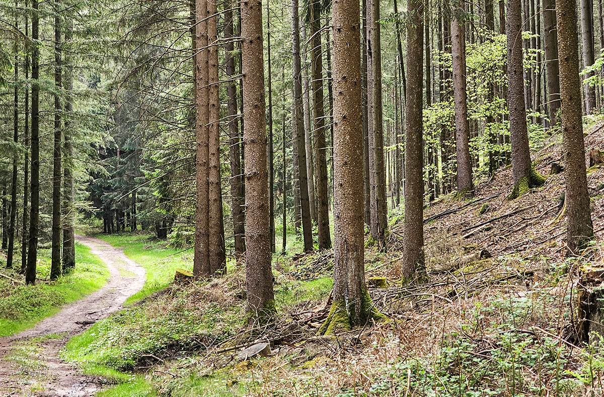 Tagestour mit Eseln Eppenbrunn - Entdecke Eppenbrunns Natur mit Eseln Tagestour mit Eseln Eppenbrunn - Entdecke Eppenbrunns Natur mit Eseln