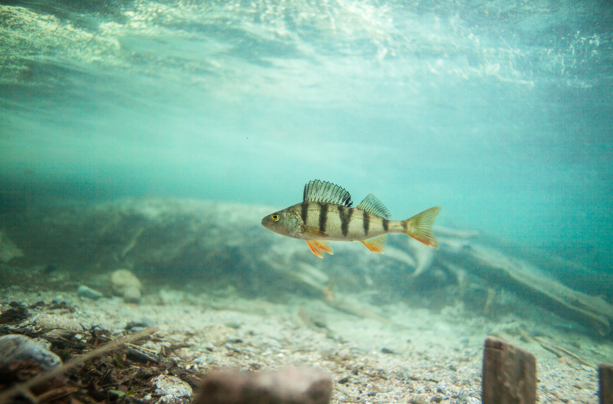 Tauchen im Bergsee  Tauchen im Bergsee