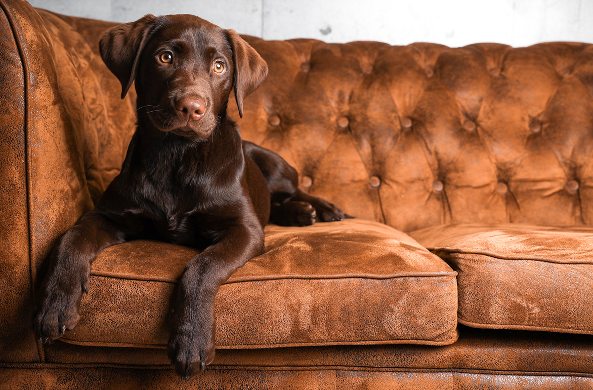 Tier Fotoshooting Mönchengladbach -  in Mitzubringen: Outfit, Accessoires