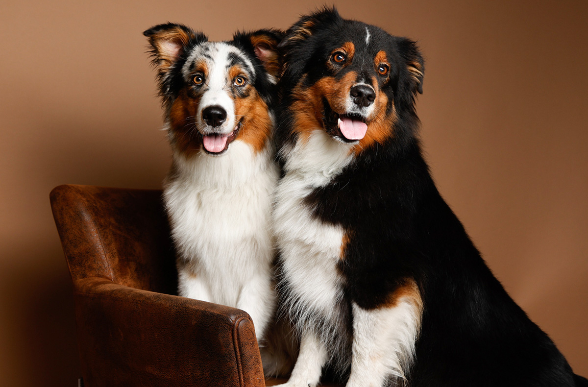 Tier Fotoshooting Sindelfingen -  in Mitzubringen: Outfit, Accessoires