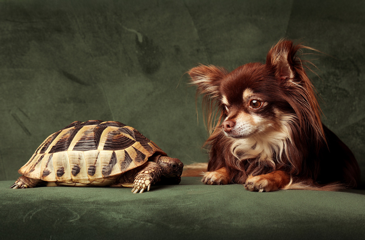 Tier Fotoshooting Mönchengladbach -  in Mitzubringen: Outfit, Accessoires