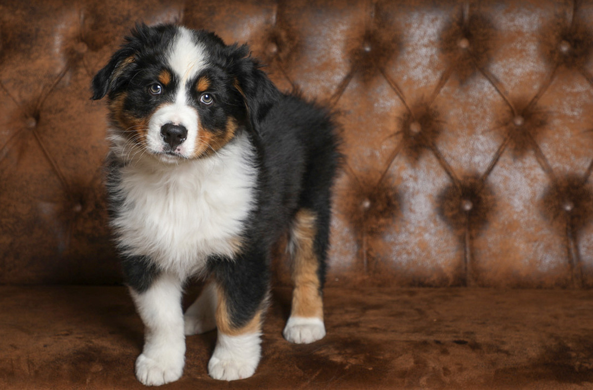 Tier Fotoshooting Mönchengladbach -  in Mitzubringen: Outfit, Accessoires