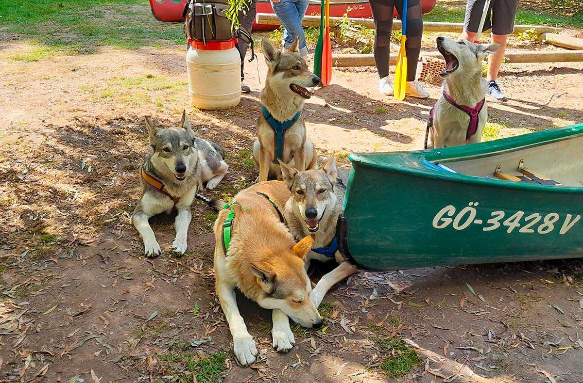 Trekkingtour Hofgeismar (Wolfhunde)