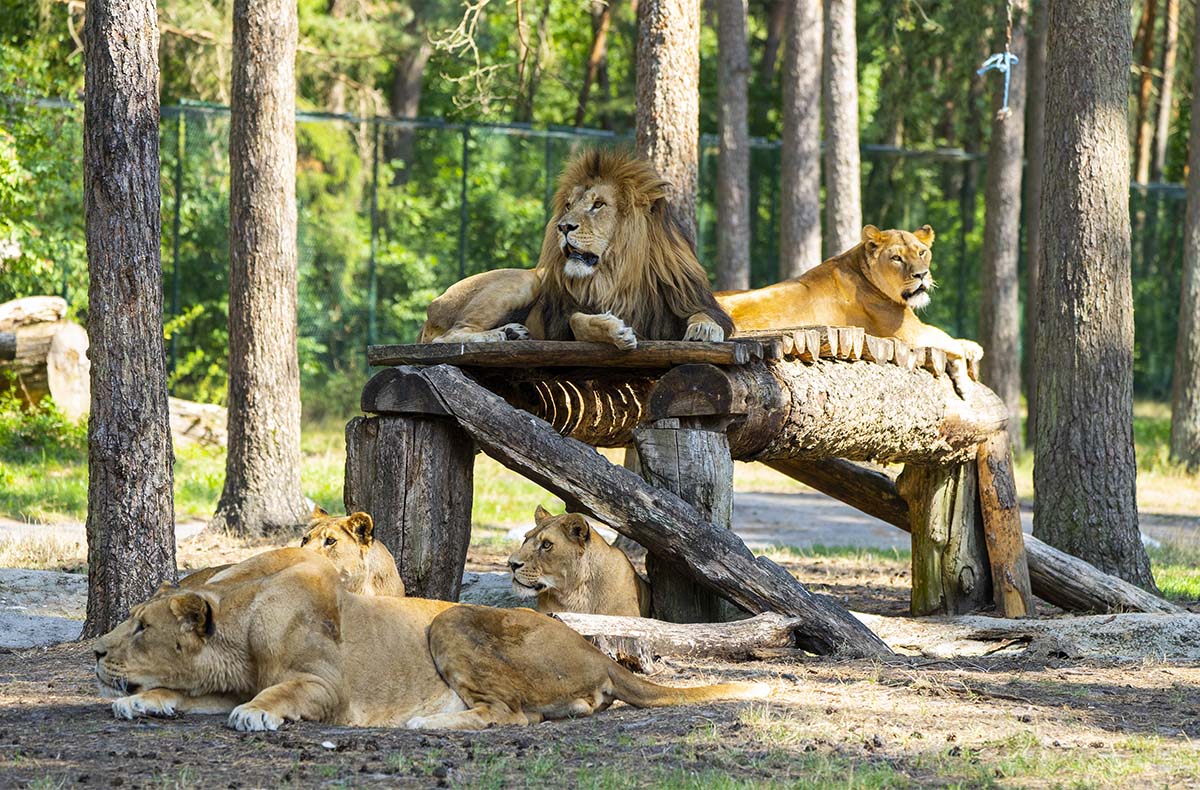 2 Tag(e) Außergewöhnlich Übernachten im Serengeti Park für 2 (1 Nacht) inkl. Frühstück