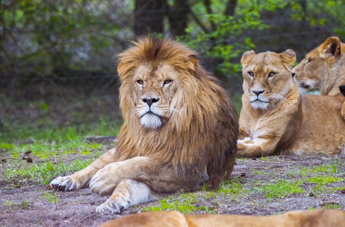 Außergewöhnlich Übernachten im Serengeti-Park für 2 (1 Nacht)