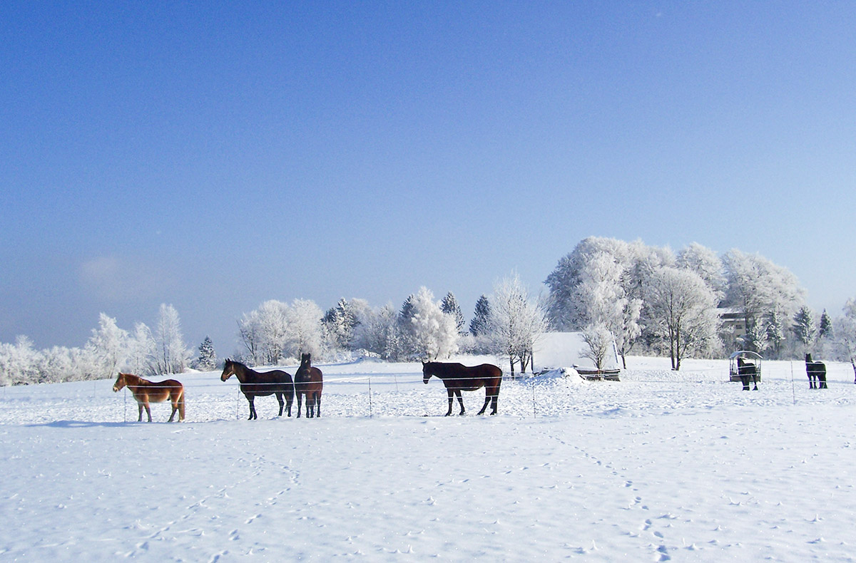 3 Tag(e) Urlaub mit Hund St. Oswald für 2 (2 Nächte) inkl. Halbpension Bayern ✓
