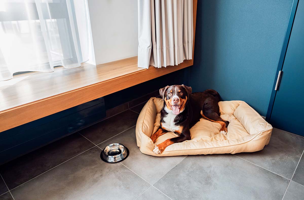 Urlaub mit Hund Schwäbische Alb für 2 (1 Nacht) - Hundeauszeit auf der Schwäbischen Alb in Oberkochen Urlaub mit Hund Schwäbische Alb für 2 (1 Nacht) - Hundeauszeit auf der Schwäbischen Alb in Oberkochen