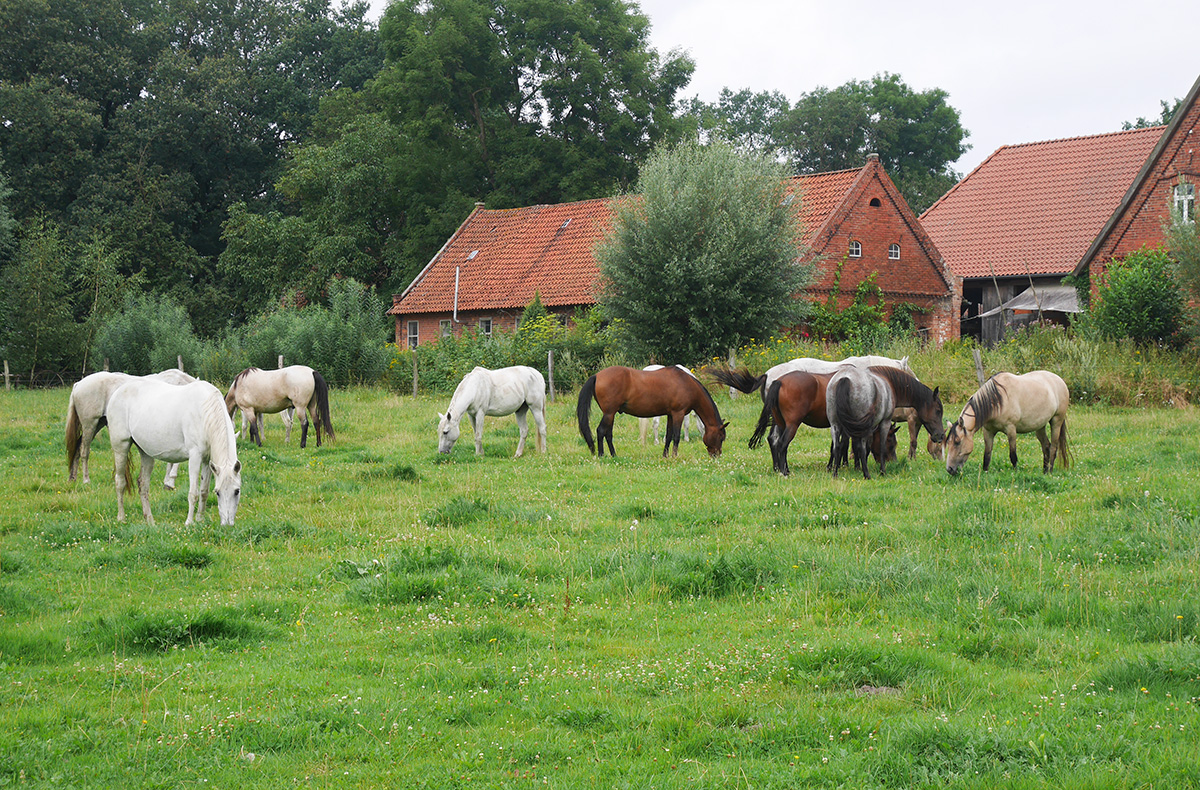 Wanderreiten Neustadt am Rübenberge