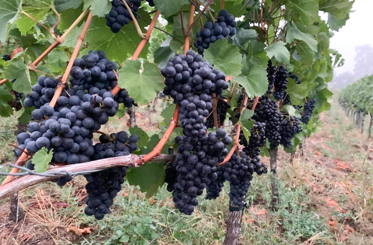 Wein Tasting München (Bayerische Tapas)...