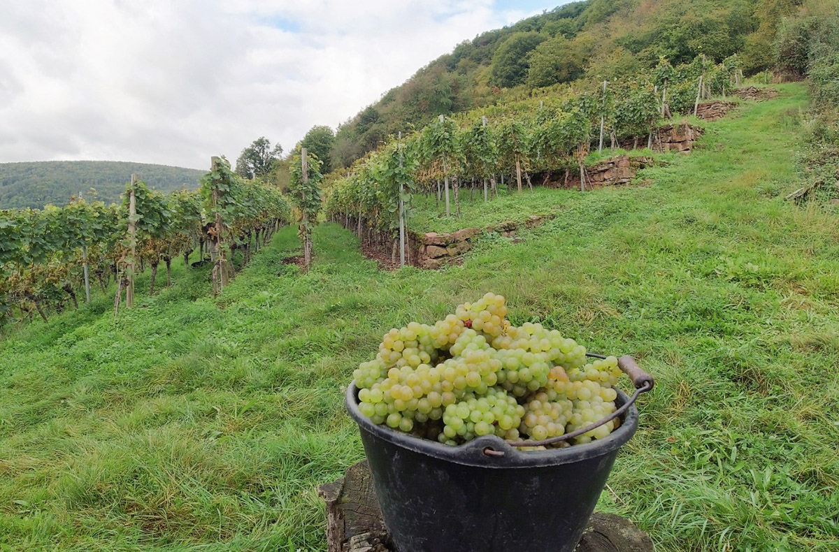 Wein Tasting München (After Work) - Fei...