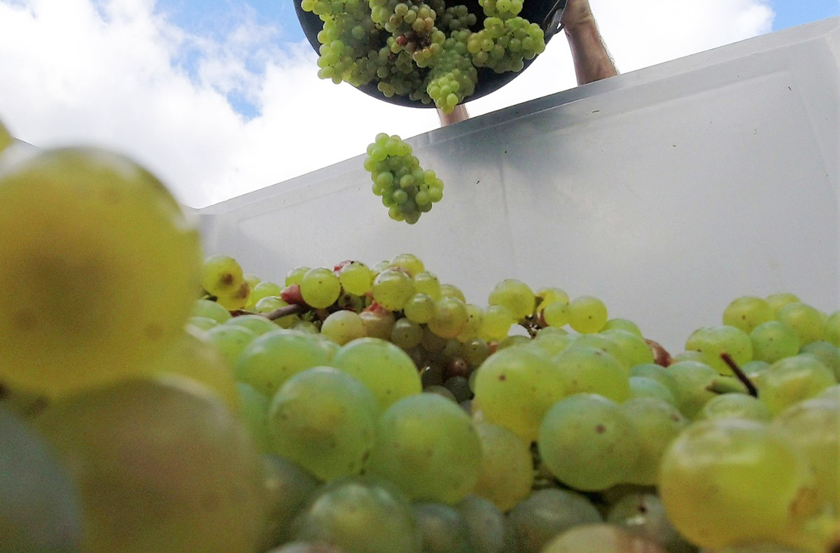 Wein Tasting München (After Work) - Fei...