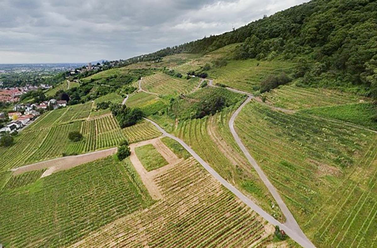 Weinbergwanderung mit Verkostung Schriesheim (alkoholfrei) - Genusswanderung durch Schriesheims Reben