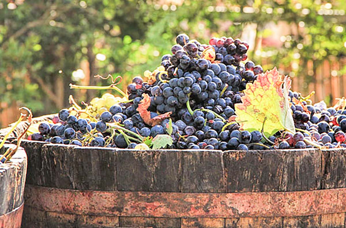 Weinbergwanderung mit Verkostung Schriesheim (alkoholfrei) - Genusswanderung durch Schriesheims Reben