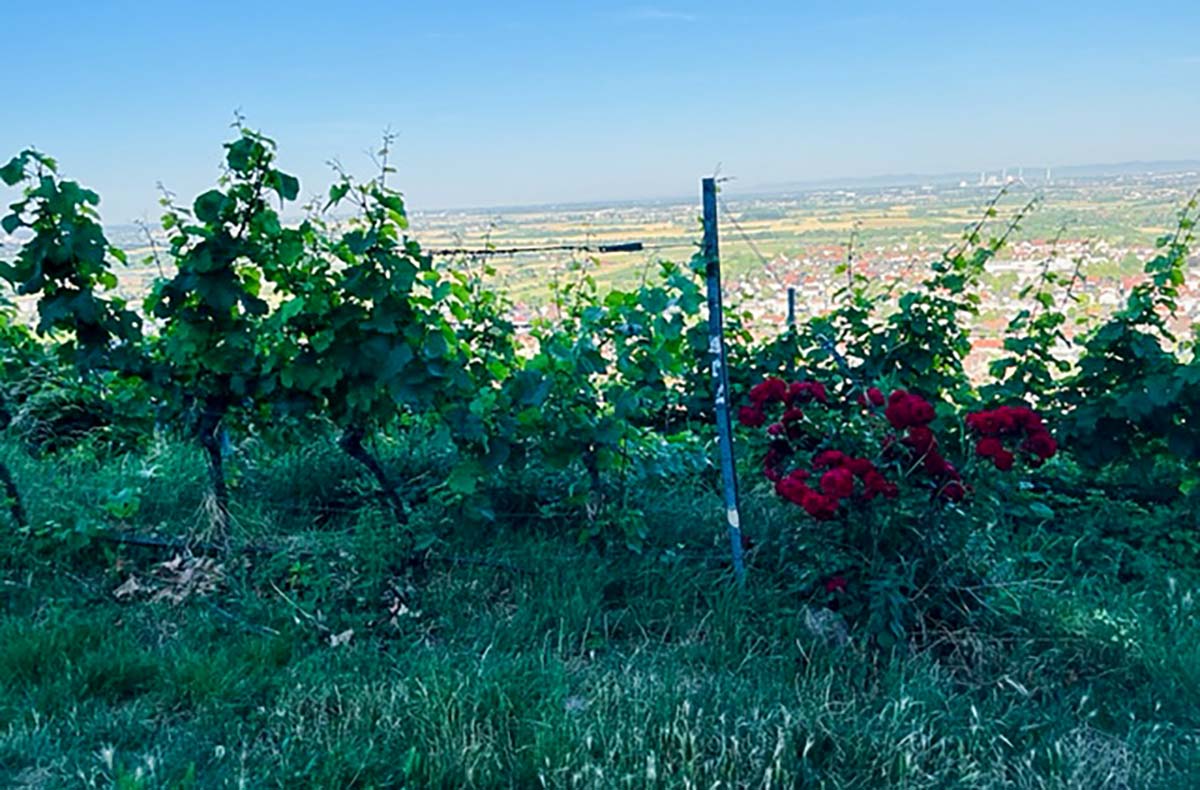 Weinbergwanderung mit Verkostung Schriesheim (alkoholfrei) - Genusswanderung durch Schriesheims Reben