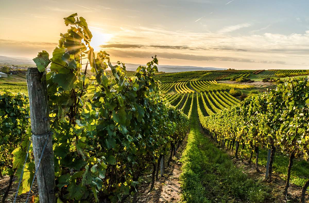 Weinreise Nebra für 2 (2 Nächte)