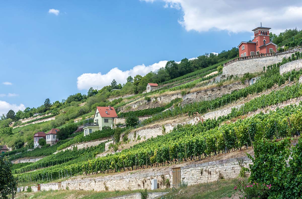 Weinseminar Rotkäppchen Erlebniswelt Freyburg