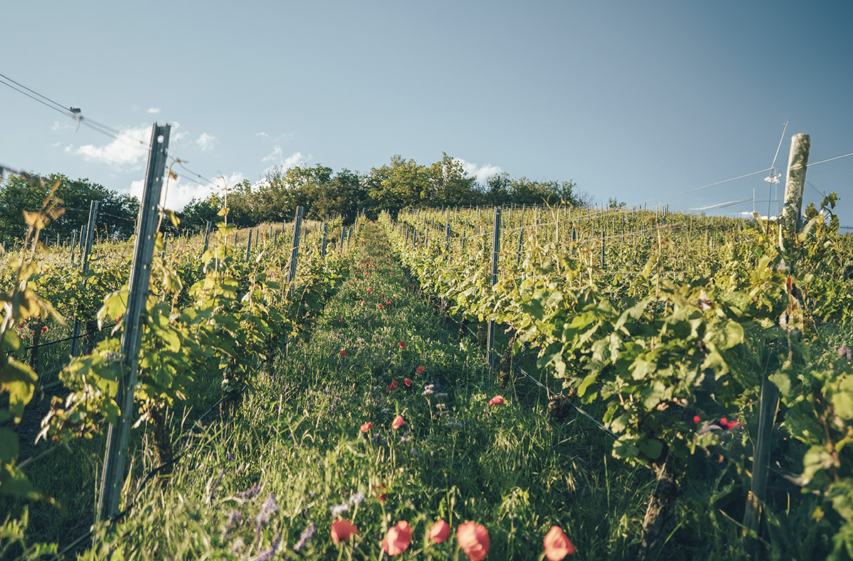 Weinseminar für Einsteiger Markt Nordhe... Weinseminar für Einsteiger Markt Nordhe...