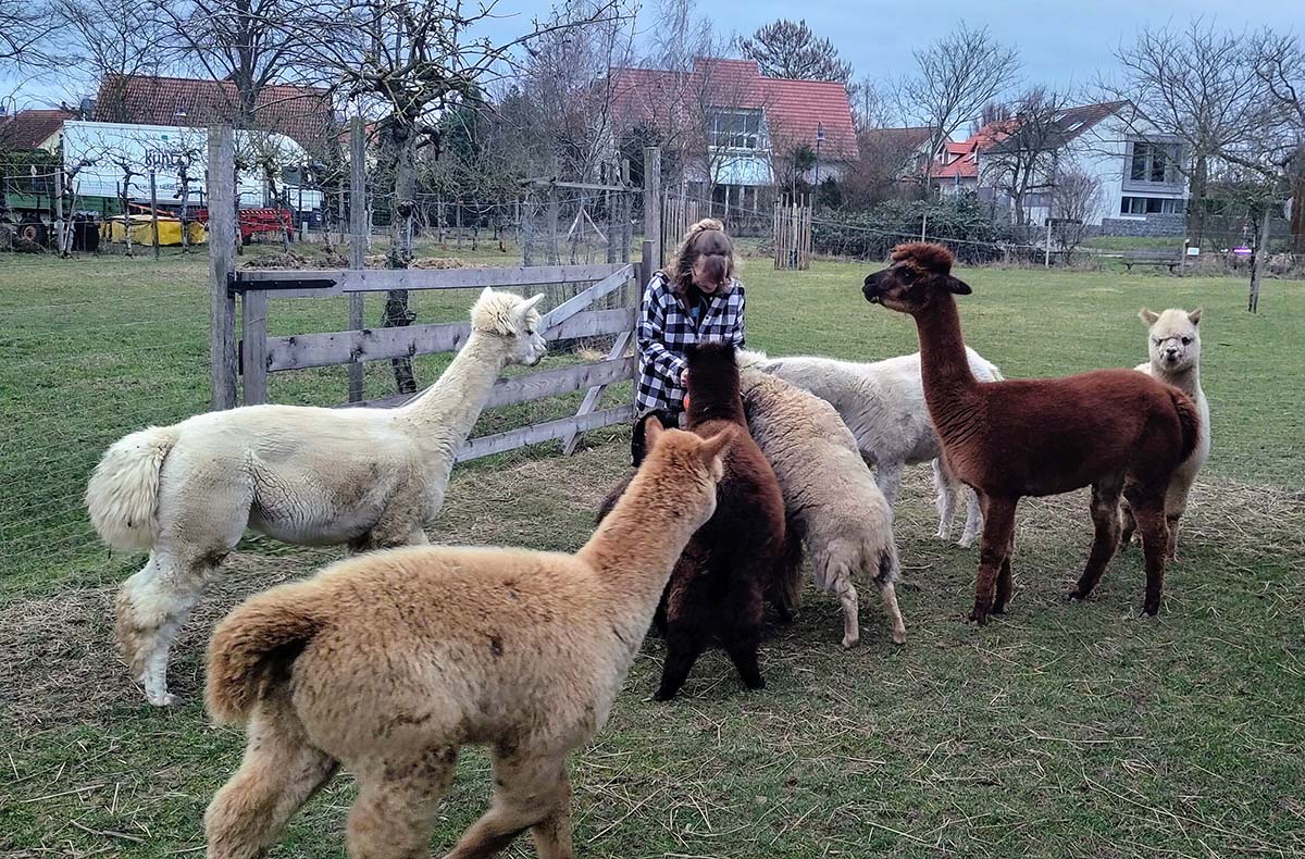 Weintasting auf der Alpakaweide - Wein t...