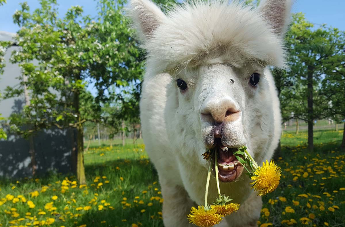 Weintasting auf der Alpakaweide - Wein t...