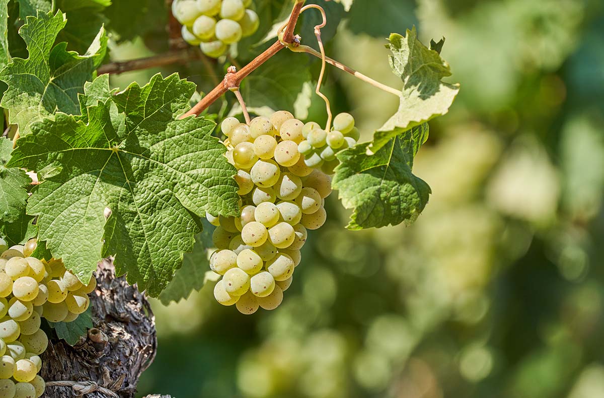 Weintour mit Weinverkostung Sankt Aldegund Weintour mit Weinverkostung Sankt Aldegund