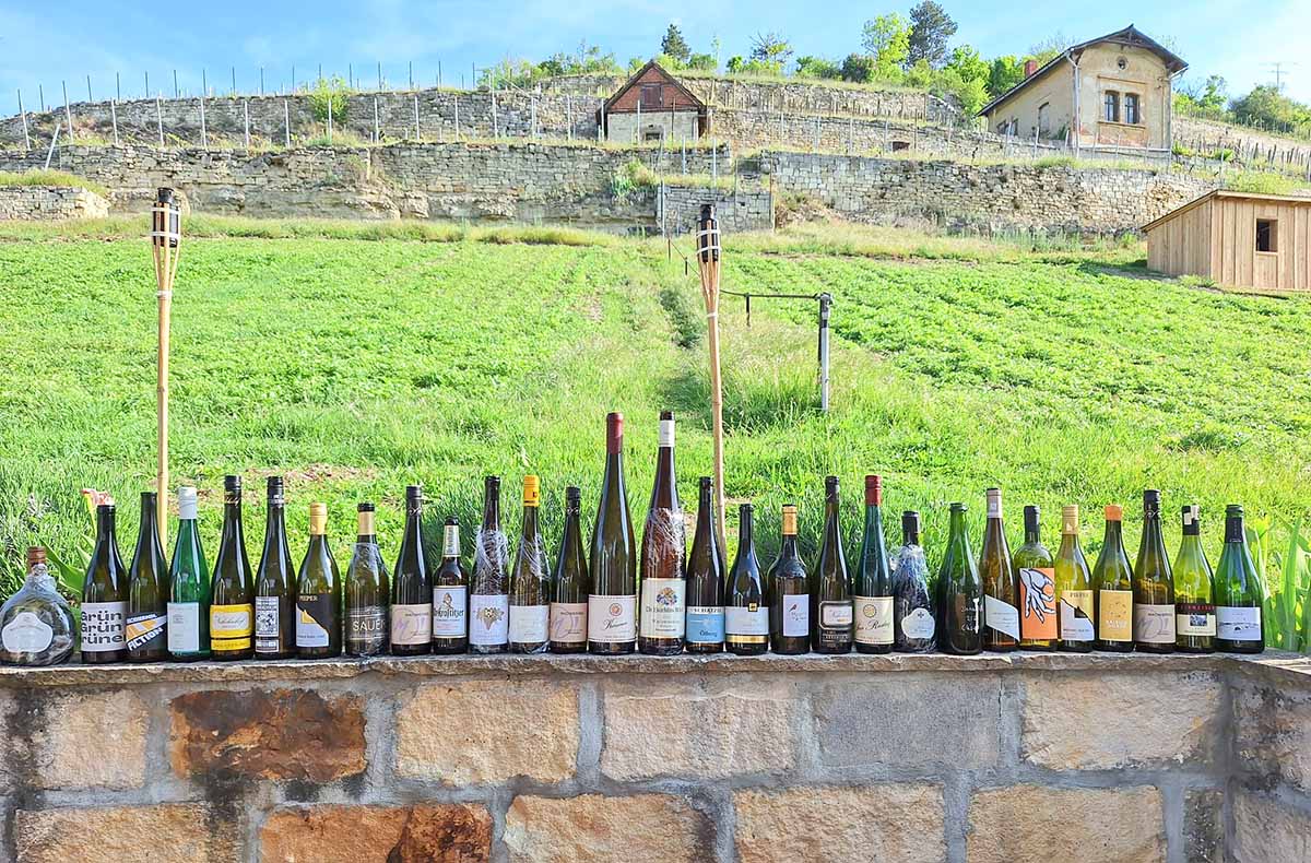 Weinwanderung Freyburg