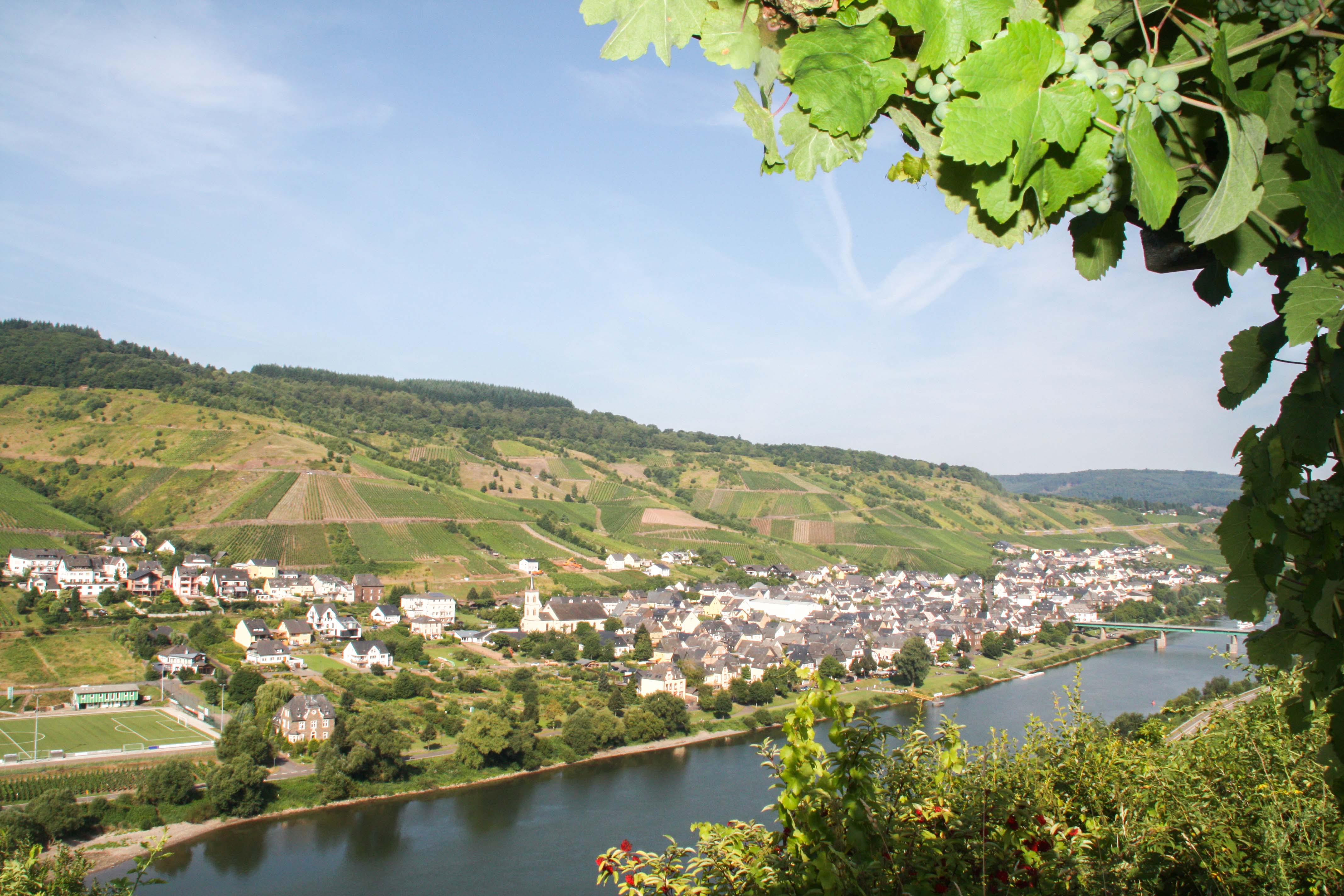 Weinwanderung mit Verkostung Reil Weinwanderung mit Verkostung Reil
