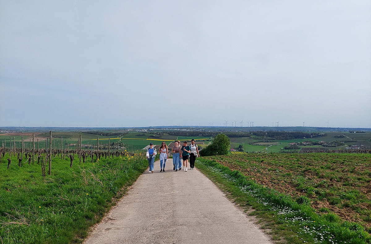 Weinwanderung Rheinhessen Essenheim