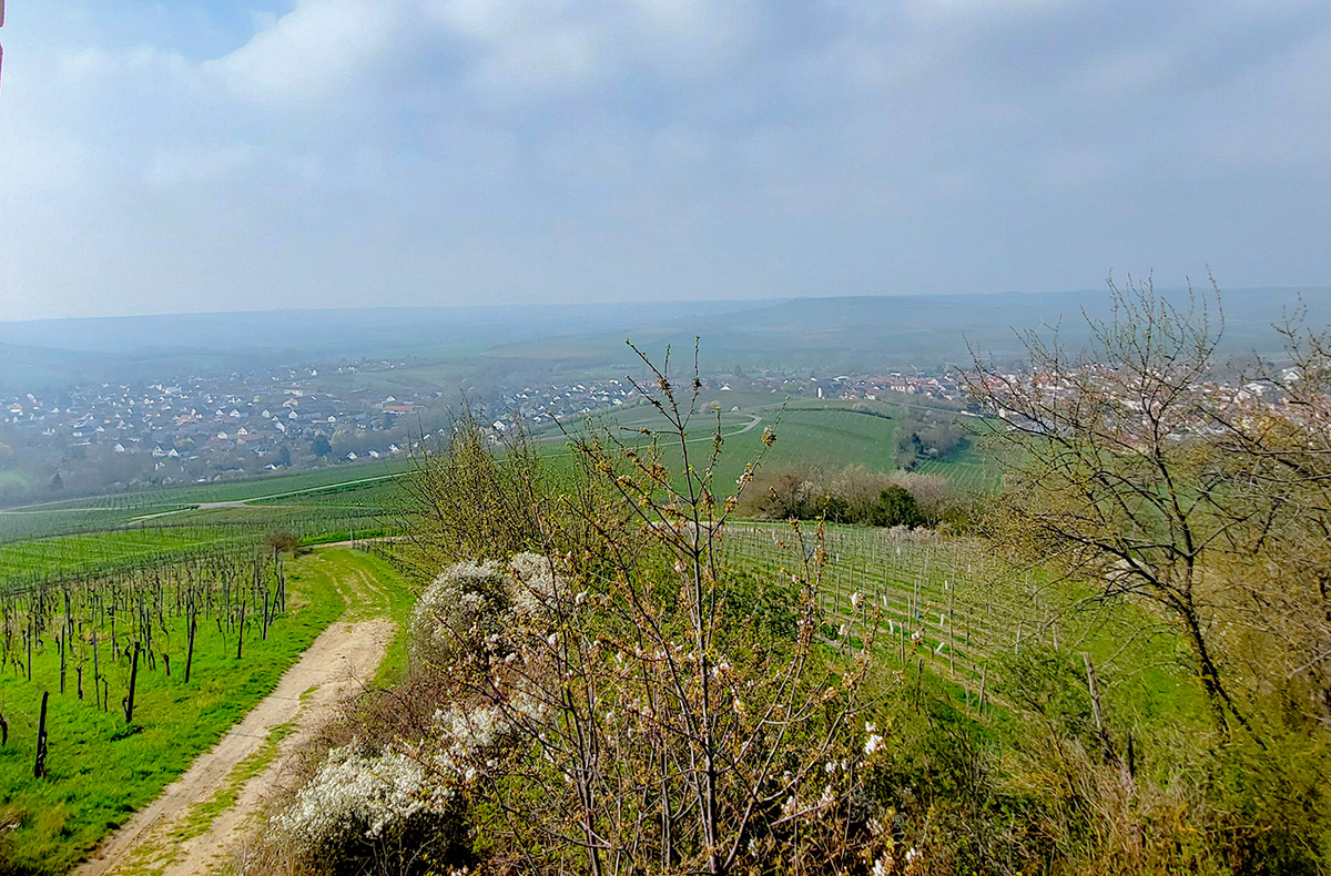 Weinwanderung Rheinhessen Essenheim