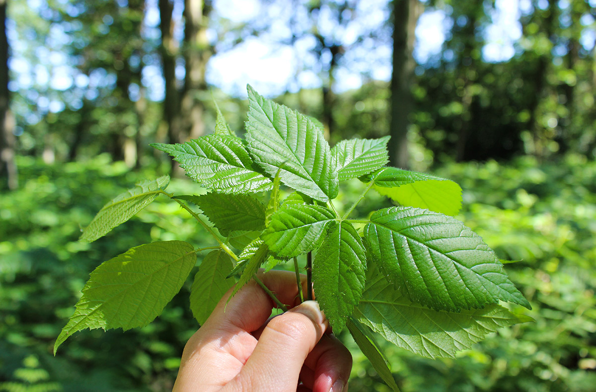 Wildkräuter Kurs Uhldingen-Mühlhofen Uhldingen-Mühlhofen Wildkräuter Kurs Uhldingen-Mühlhofen Uhldingen-Mühlhofen