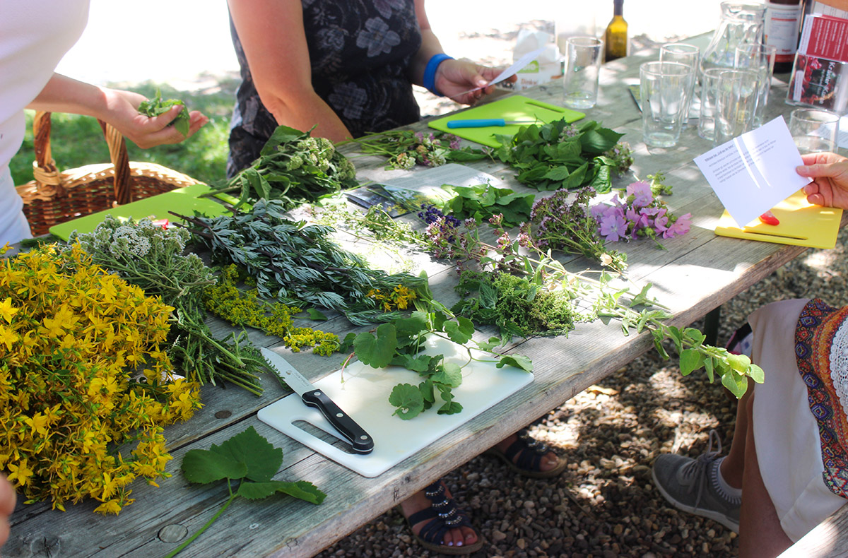 Wildkräuter Kurs Jüchen Jüchen